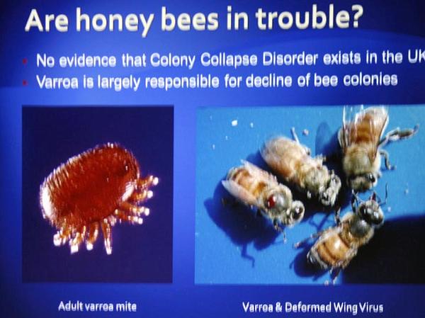 Varroa virus mite.jpg